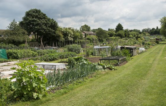 Allotments and Harpenden